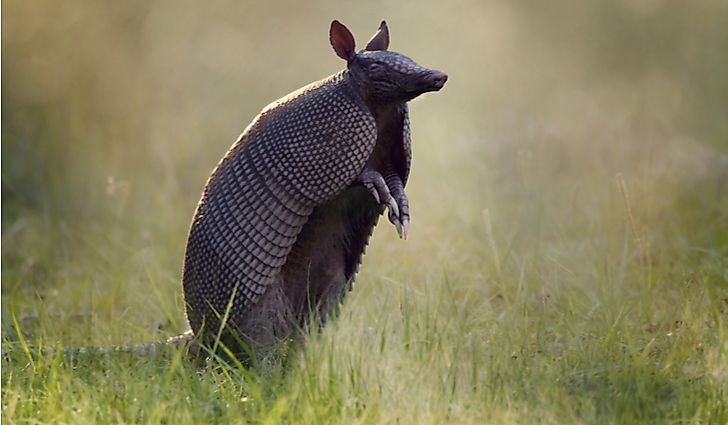 #6 Nine-banded Armadillo