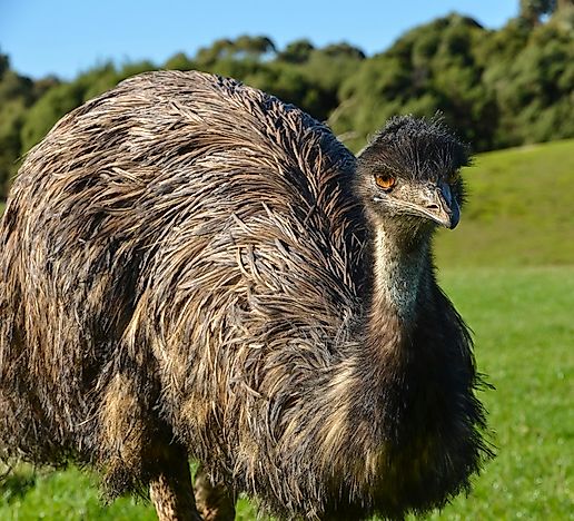 Flightless Birds From Around The World