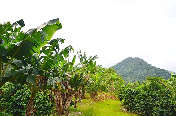 The World's Leading Plantain Producers