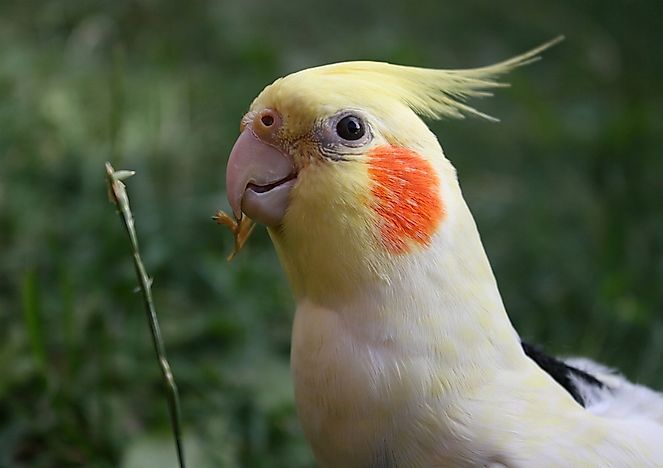 #1 Cockatiel