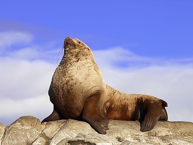 #5 Steller Sea Lion