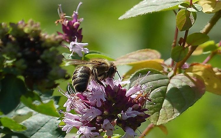 #6 Apis mellifera