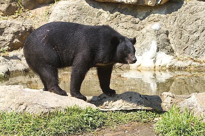 #5 Asiatic Black Bear - 298 lb