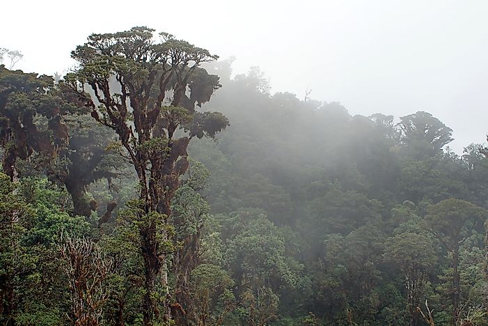 Native Amphibians Of Papua New Guinea