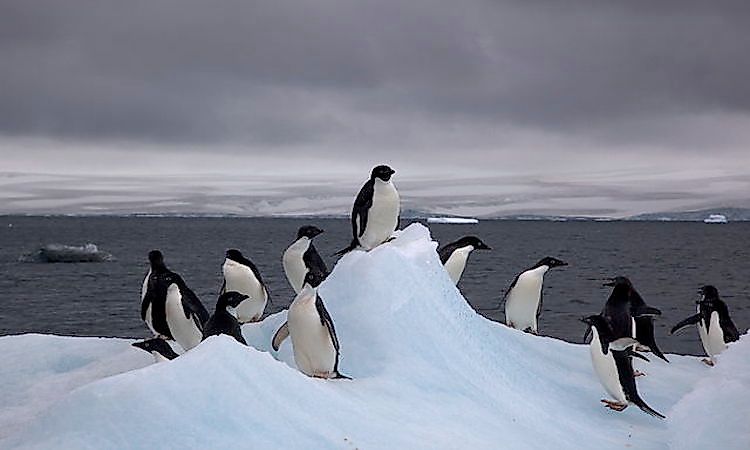 #2 Adelie penguin -