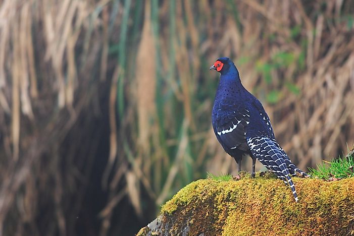 #3 Mikado Pheasant