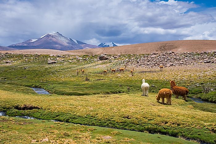 A vicuña grazing with alpacas in Chile. A vicuña grazing with alpacas in Chile.