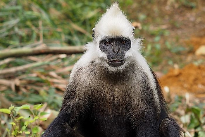 China's Critically Endangered Mammals
