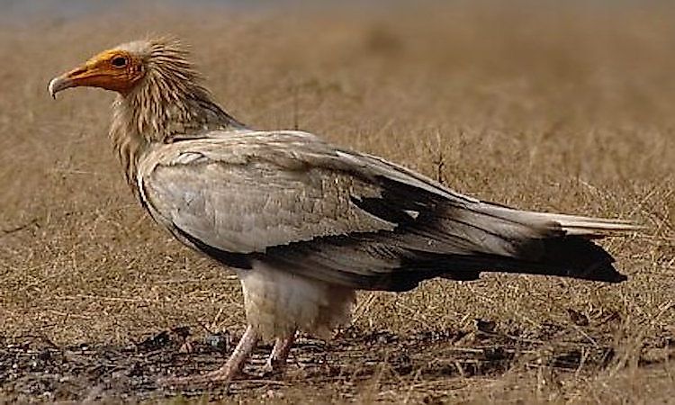 #7 Resident Birds Of The Arabian Desert -