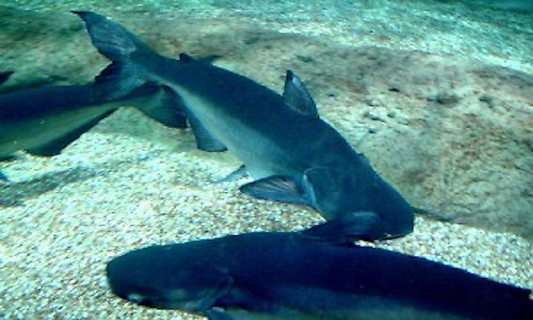 #5 Mekong Giant Catfish -