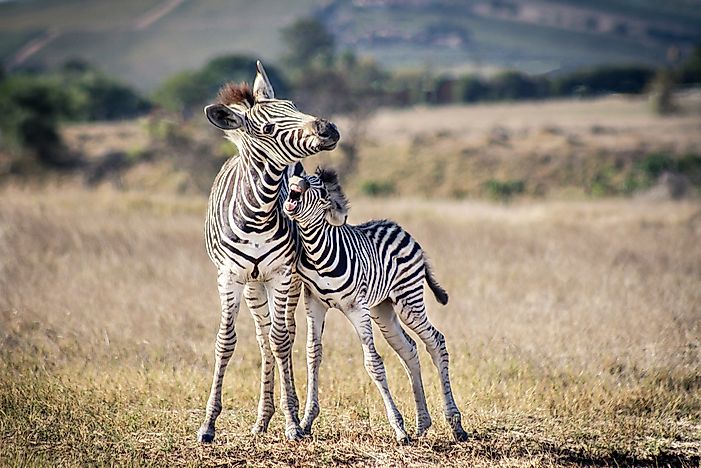 The zebras' unique patterned stripes confuse predators.