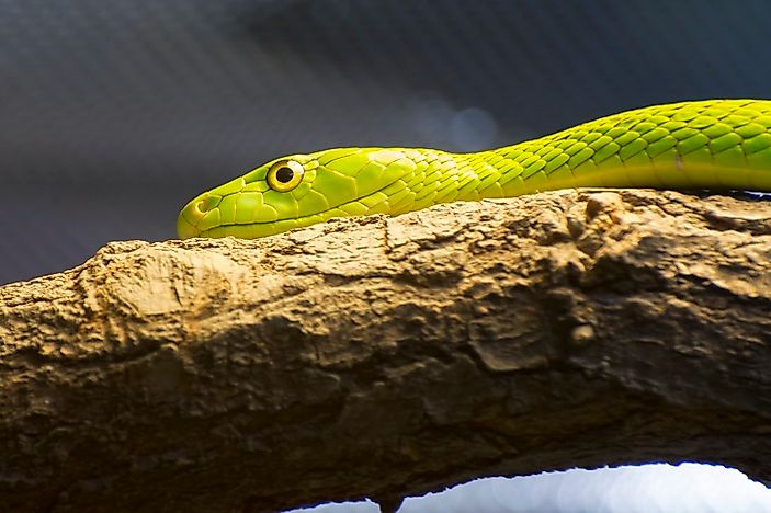 #4 Western Green Mamba