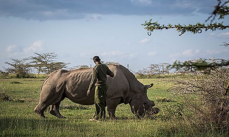 #1 The Urgent Need To Conserve The Rhinos -