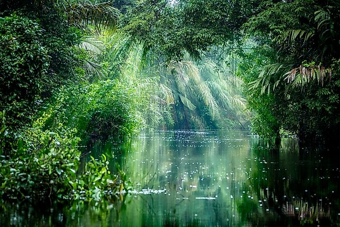 The Tortuguero National Park rainforest. The Tortuguero National Park rainforest.