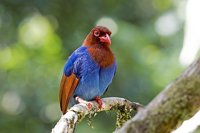 #4 Sri Lanka Blue Magpie