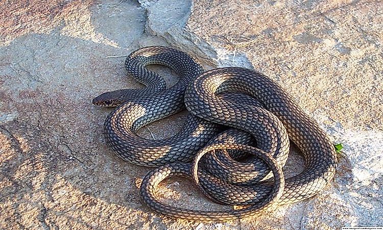 Reptiles Of Kazakhstan