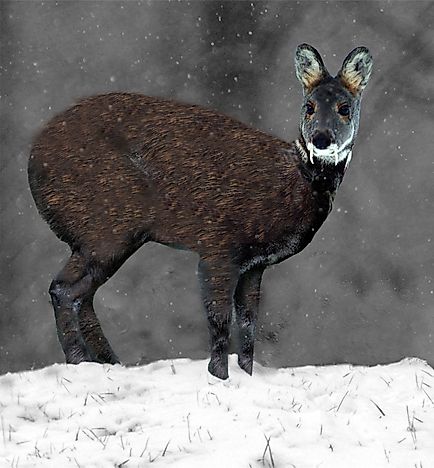 #7 Musk Deer
