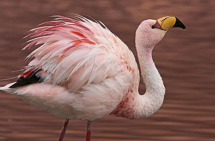 The Birds of the Andes