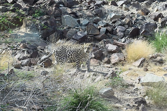 #5 Arabian Leopard