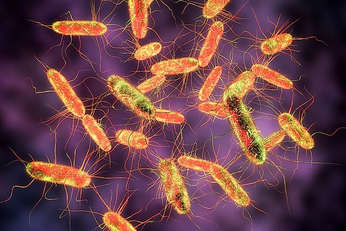 Who Was Known As Typhoid Mary And Why?