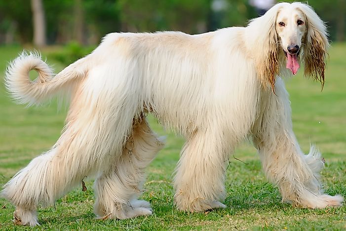 An Afghan hound. An Afghan hound.