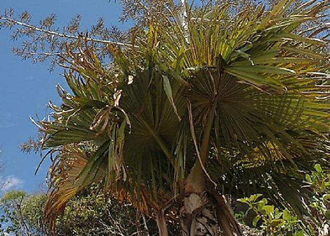#8 Suicide Palm