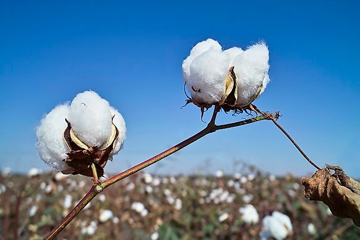 Top Cotton Producing Countries In The World
