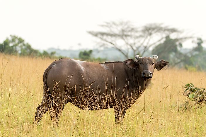 A forest buffalo in Conkouati-Douli National Park, Republic of the Congo. A forest buffalo in Conkouati-Douli National Park, Republic of the Congo.