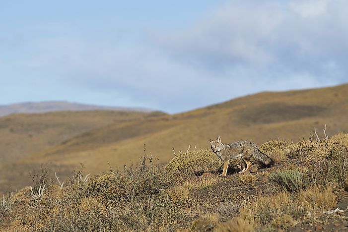 #6 Darwin's Fox