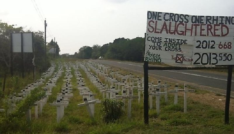 Rhino Poaching In South Africa Today