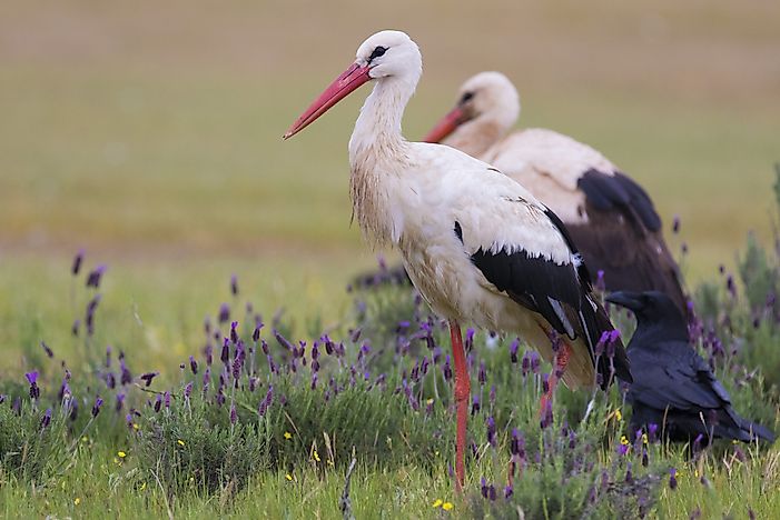 #8 White Stork