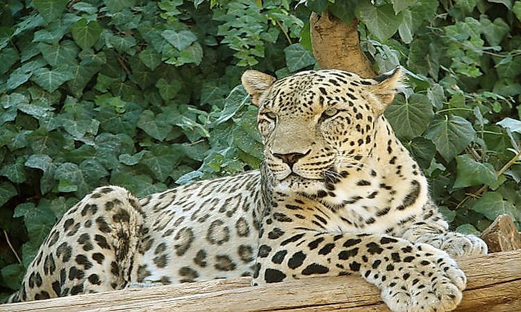 #4 Persian Leopard -