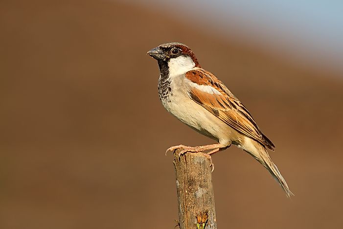 #2 Sparrow, India