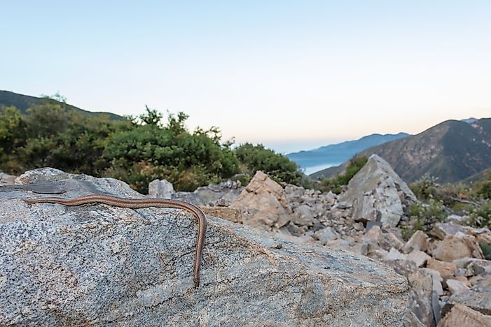 #3 Rosy Boa
