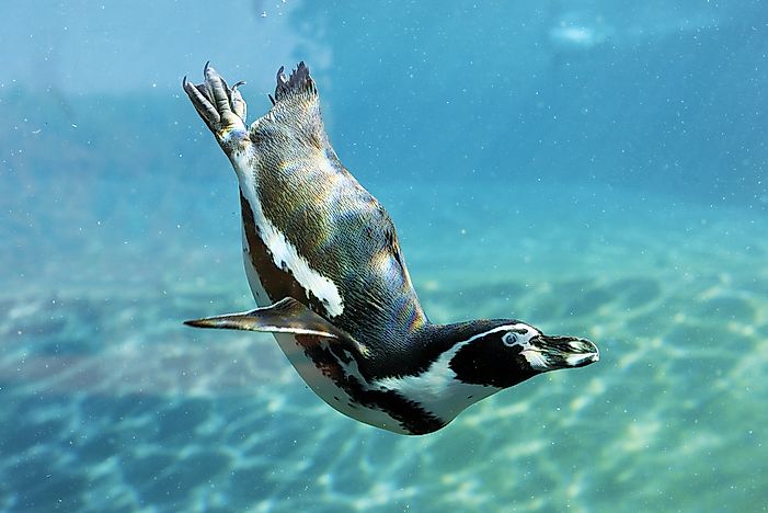 #1 Penguin