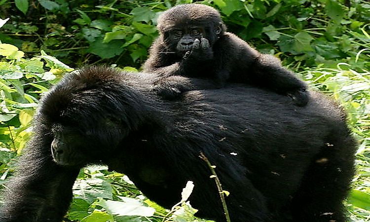 #3 Eastern gorilla -