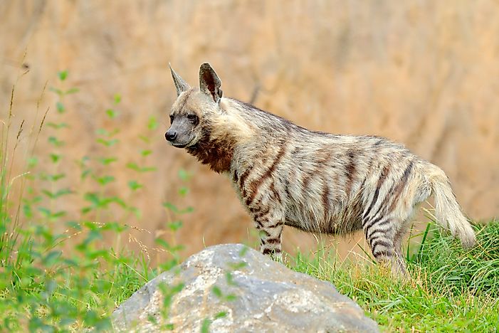 #3 Striped Hyena (Hyaena hyaena)