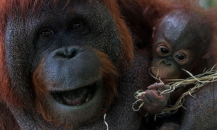 #1 Conservation of Orangutans