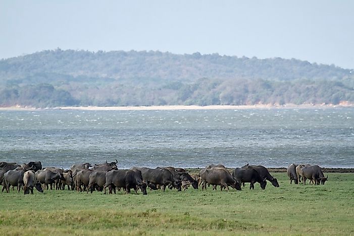 What Animals Live In Asia?