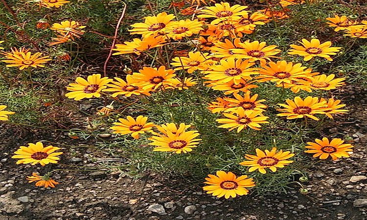 Native Plants Of South Africa