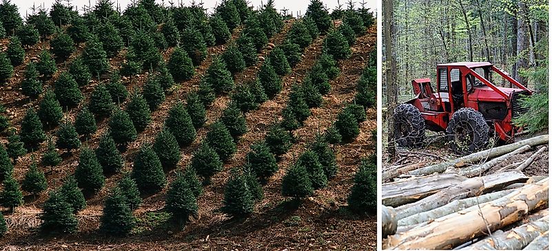 Sustained Yield Use In Forestry And Natural Resource Management