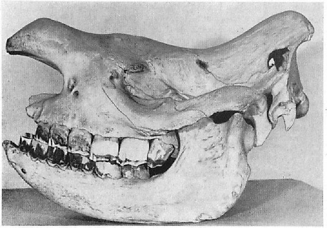 When Did The West African Black Rhino Go Extinct?