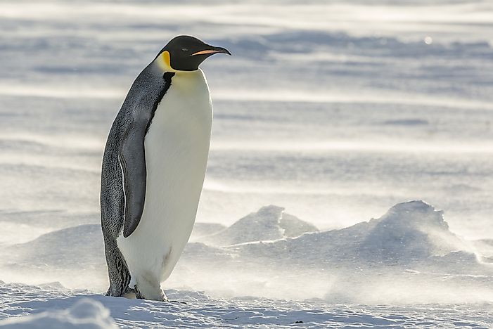 Pinguim-imperador nº 1 