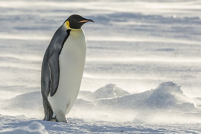Pinguim-imperador nº 1