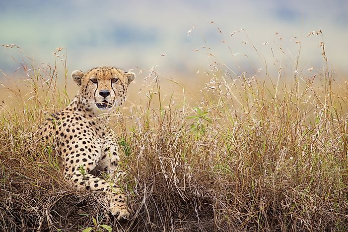 How Many Types Of Cheetahs Are There Worldatlas Com