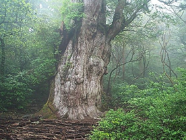 #2 Jomon Sugi, Japanese Cedar, Yakushima, Japan (~5,000 years old)