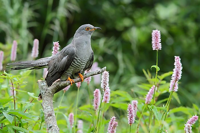 #6 Cuckoo
