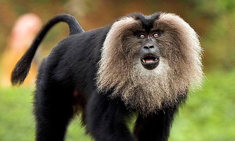 #10 Lion-Tailed Macaque -