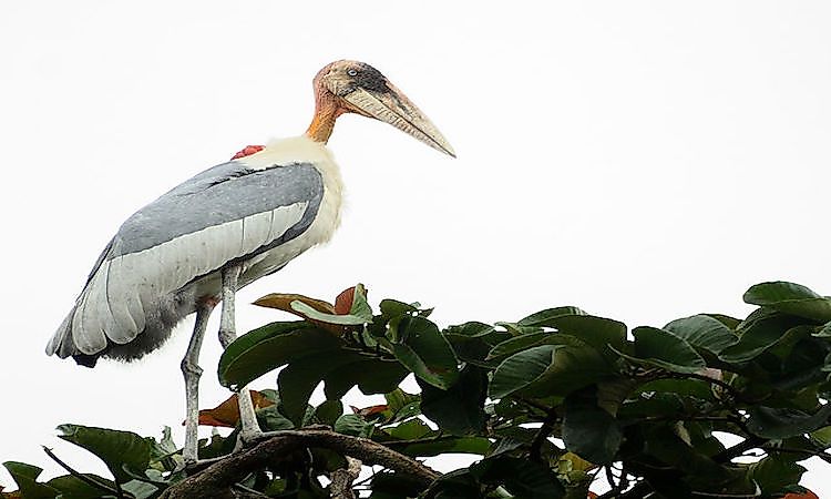 #2 Greater Adjutant -