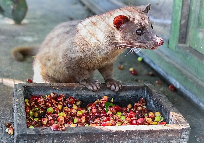 The World’s Most Notorious Cup of Coffee Comes at a Cruel Cost
